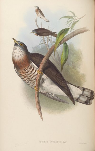 Cuculus strenuus de John Gould